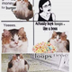 Illustration for article titled Point/Counterpoint: Memes Suck.